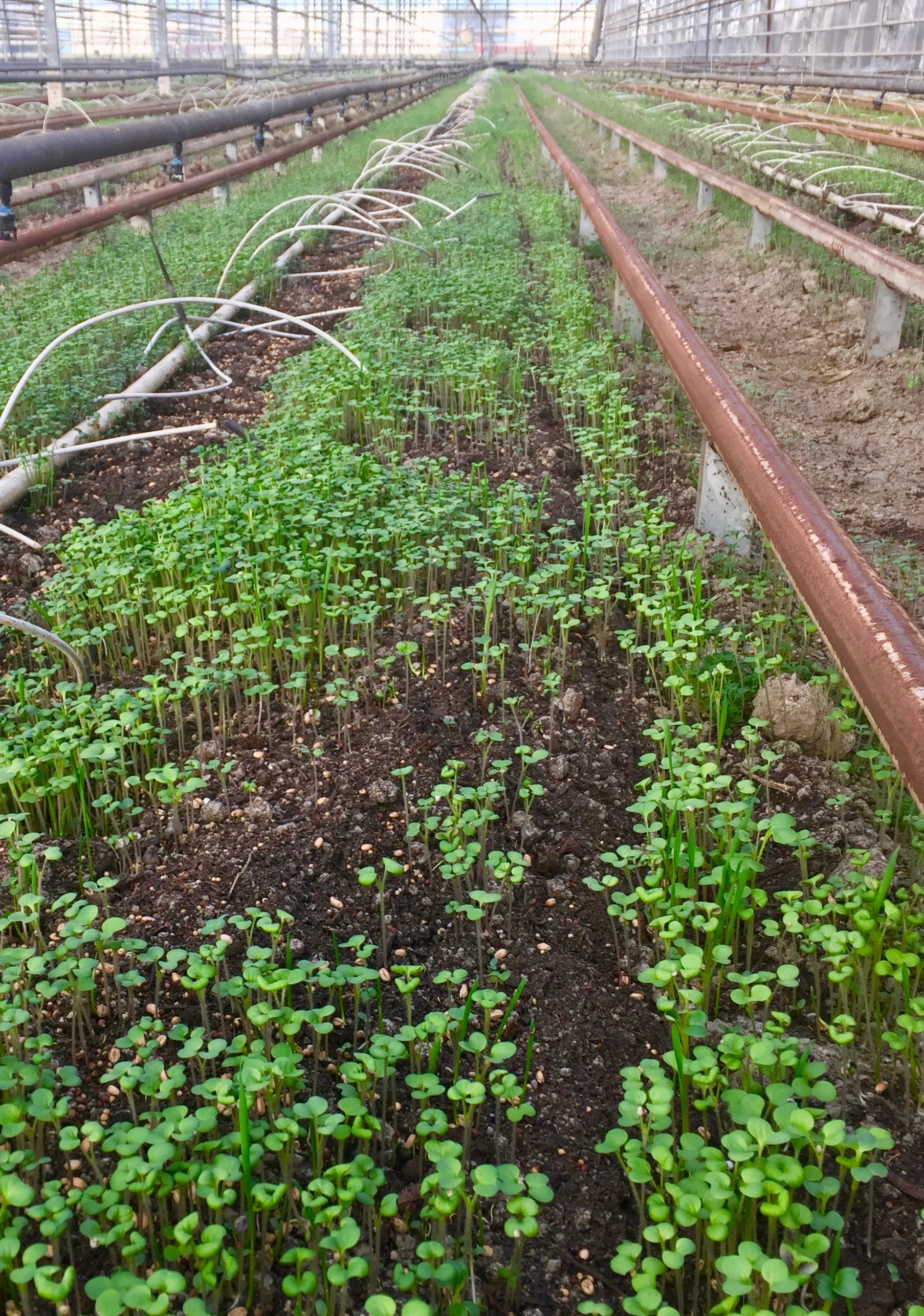Manejo integrado de cultivos de cobertura en invernadero orgánico